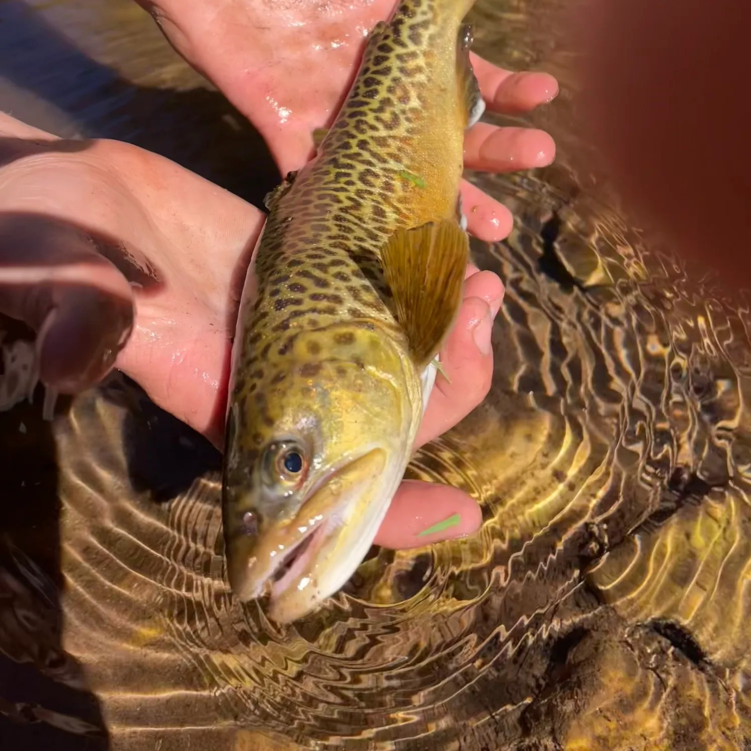 Tiger trout caught on Fishbrain