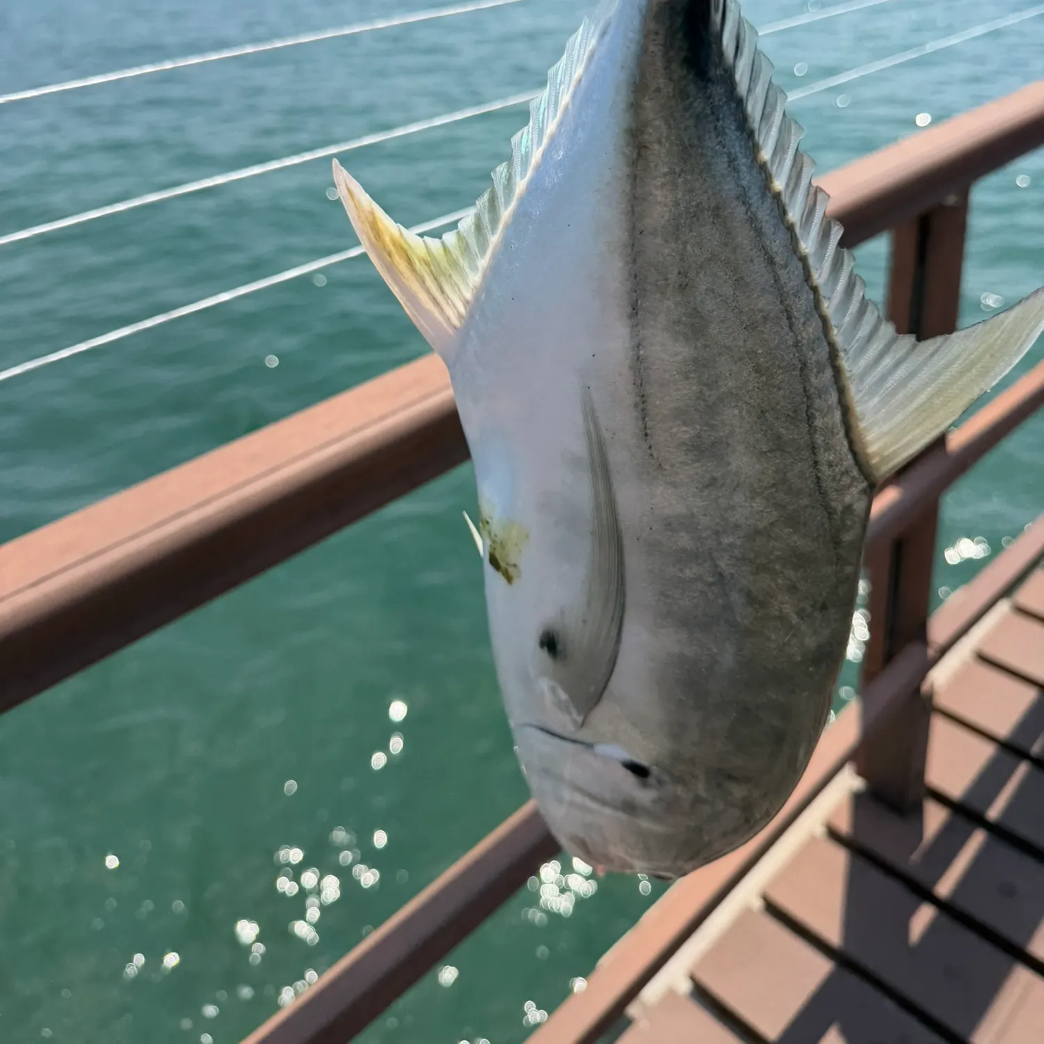 Pacific crevalle jack caught on Fishbrain