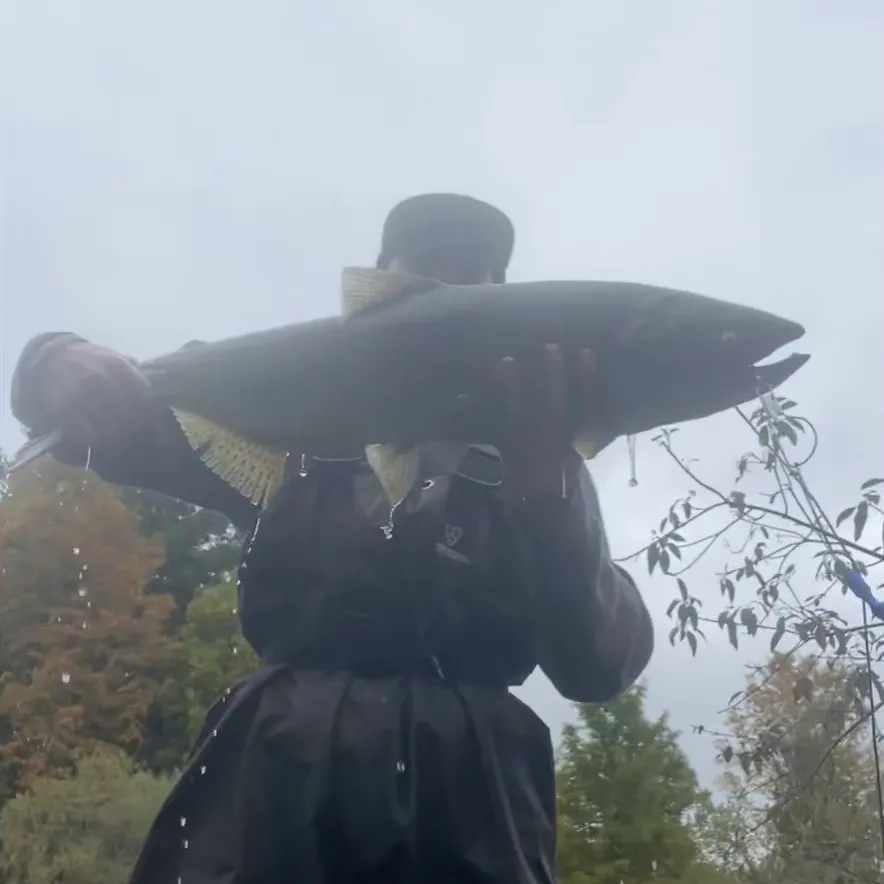 Chinook salmon caught on Fishbrain