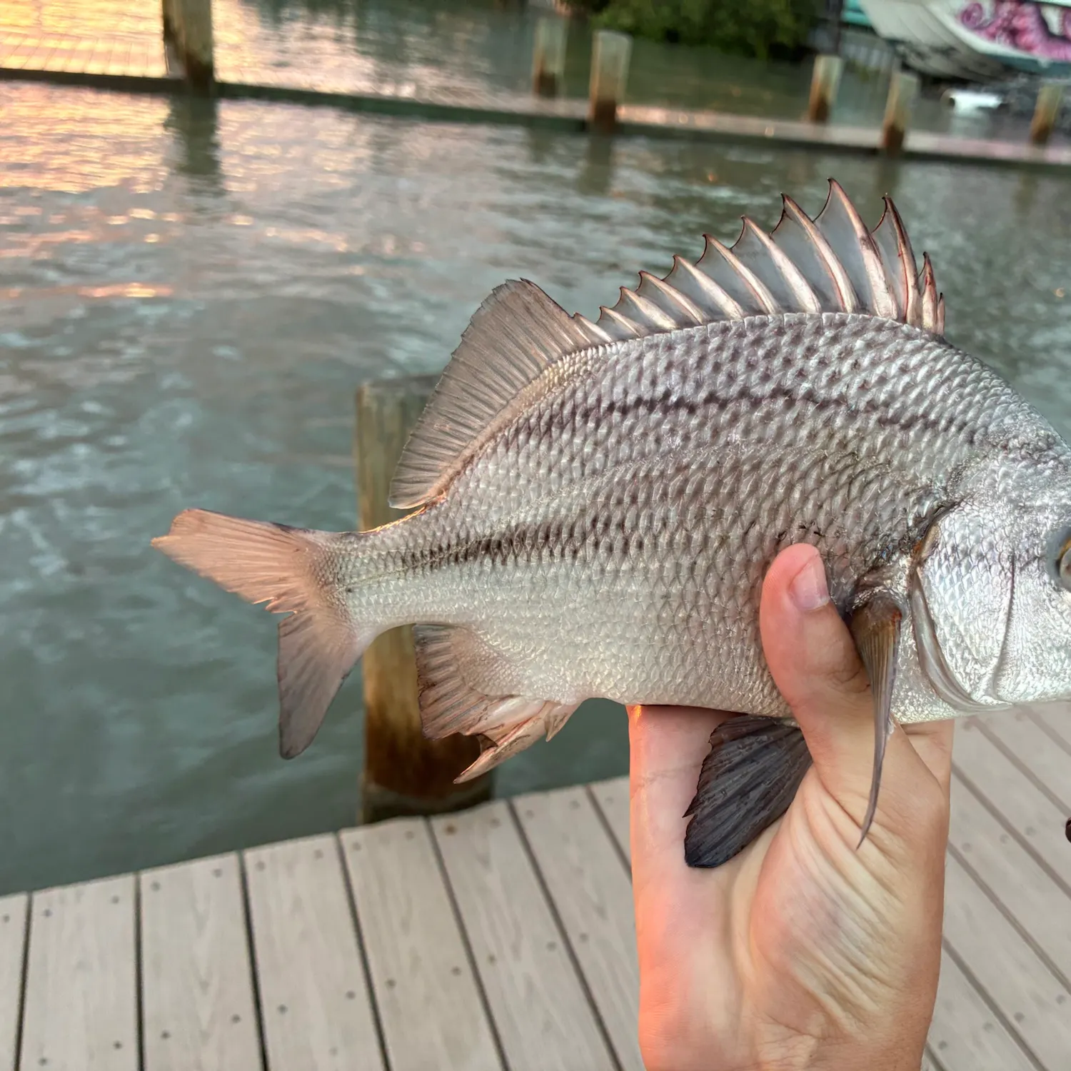 Black margate caught on Fishbrain