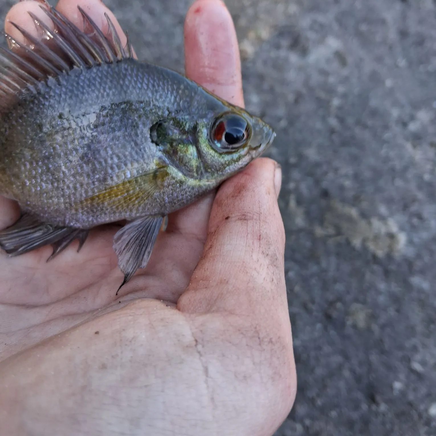 The most recent Coppernose bluegill catches on Fishbrain