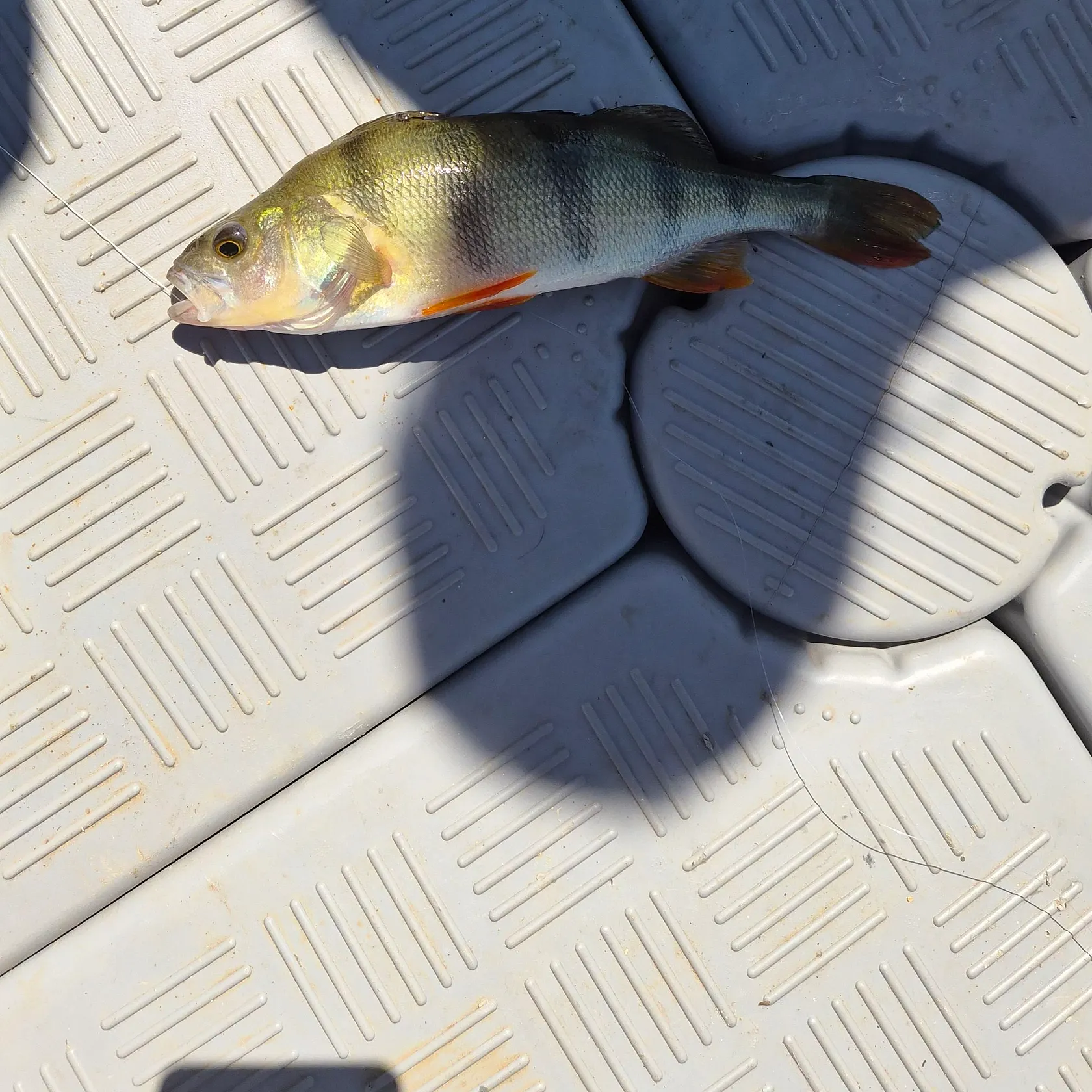 European perch caught on Fishbrain