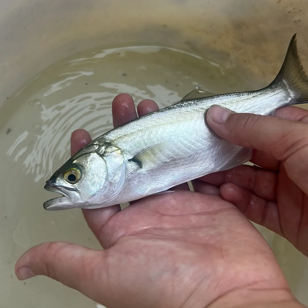 The most recent Mooneye catches on Fishbrain