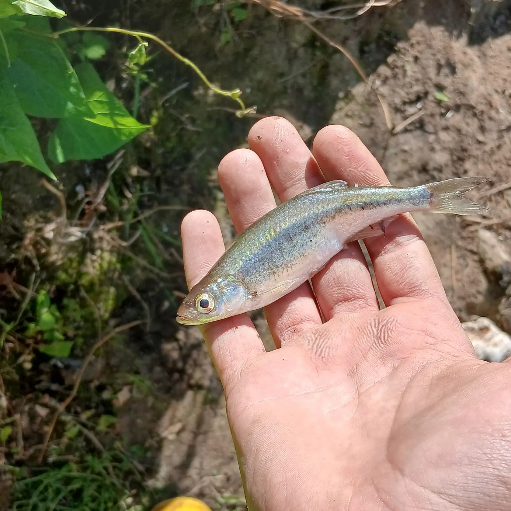 The most recent Vairone catches on Fishbrain