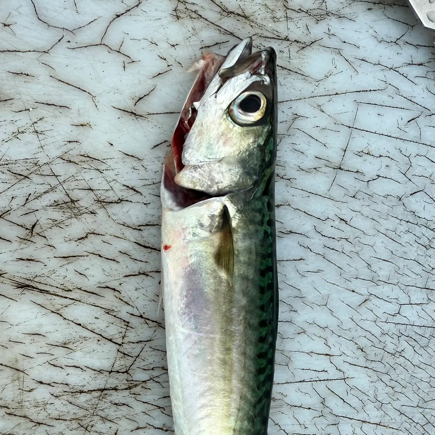 The most recent Pacific chub mackerel catches on Fishbrain