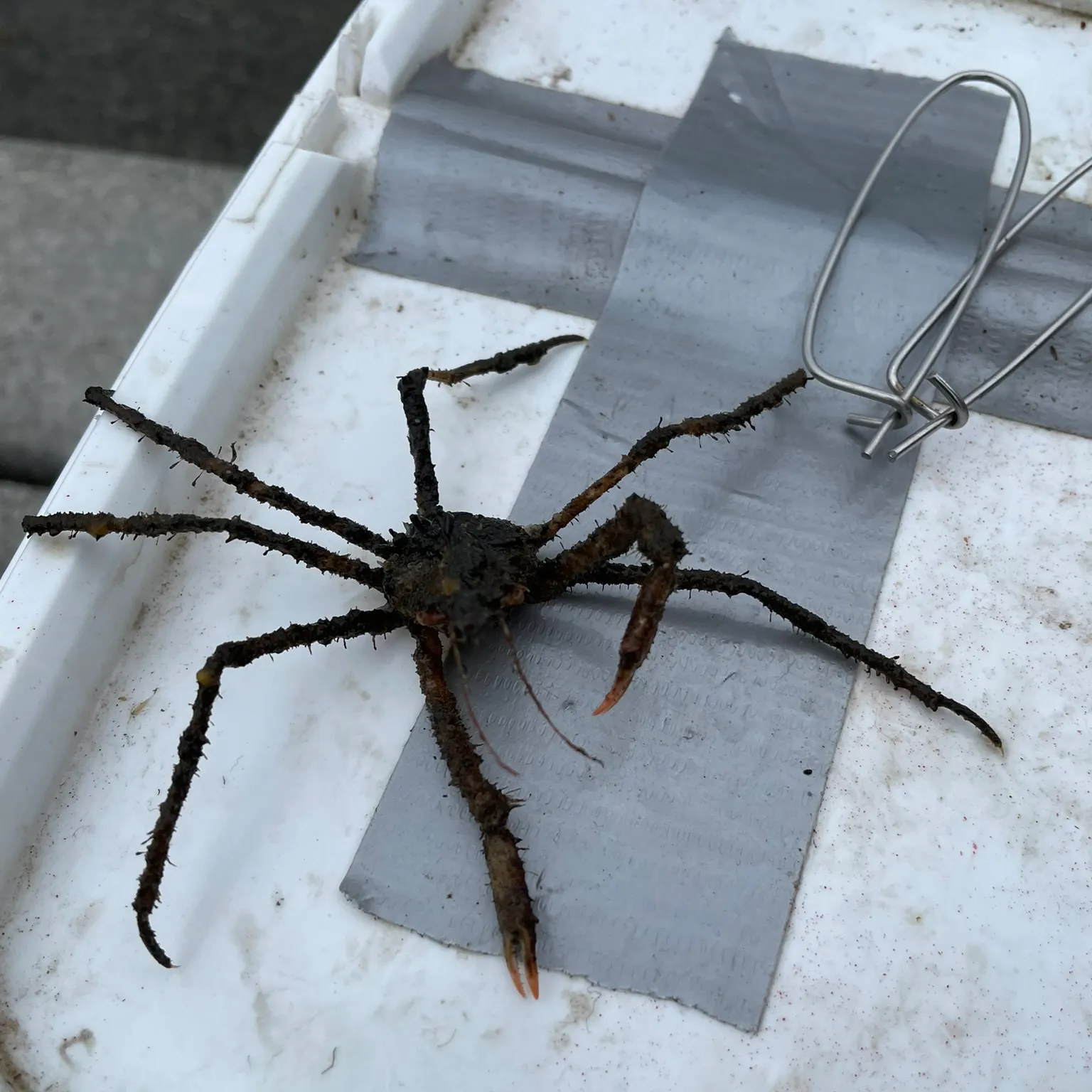 The most recent Northern kelp crab catches on Fishbrain