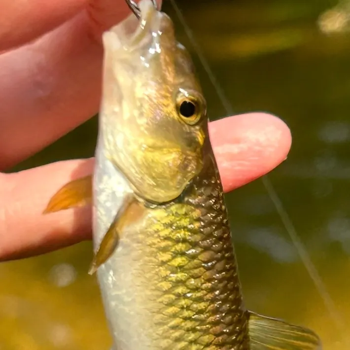 The most recent River chub catches on Fishbrain