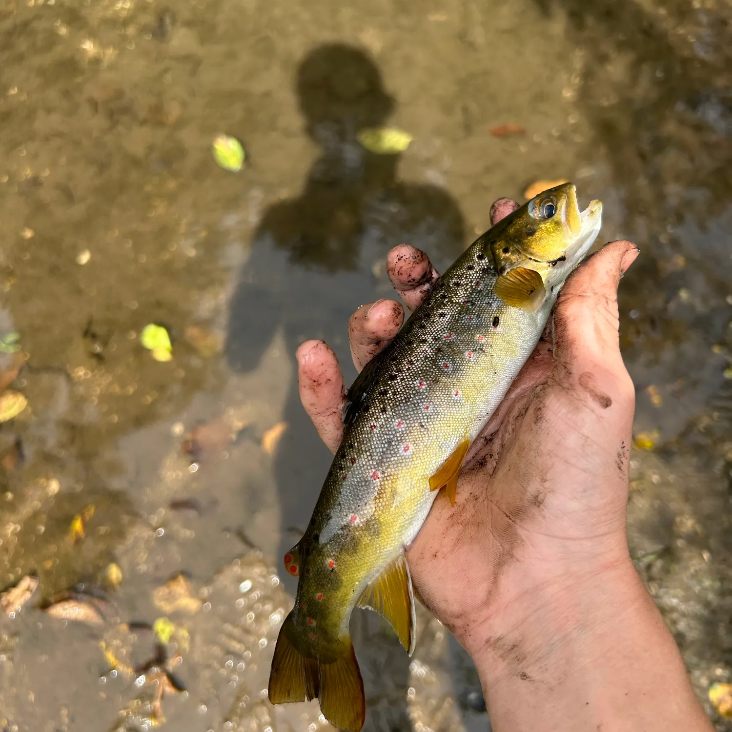 Brown trout caught on Fishbrain