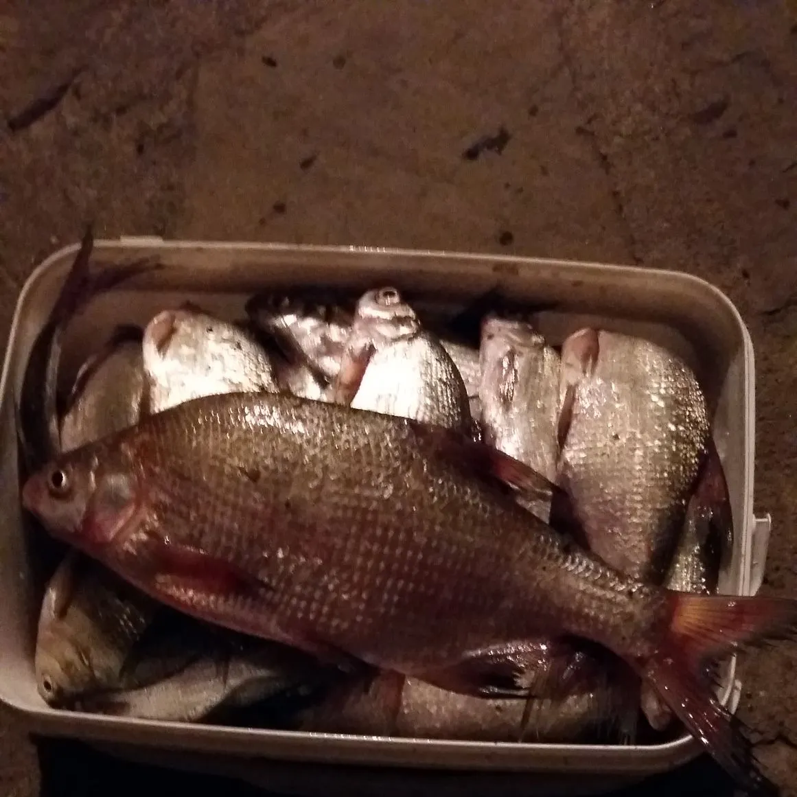 The most recent Common bream catches on Fishbrain