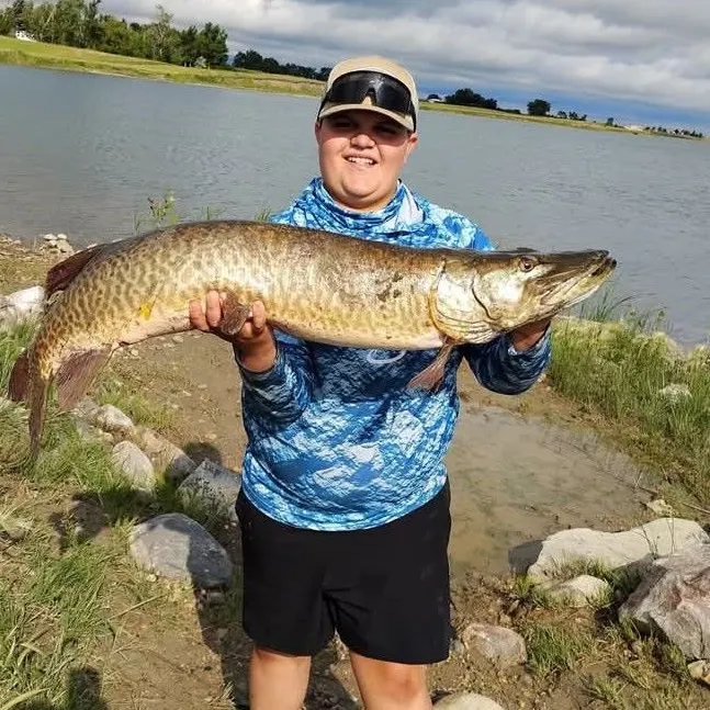 The most recent Muskie catches on Fishbrain