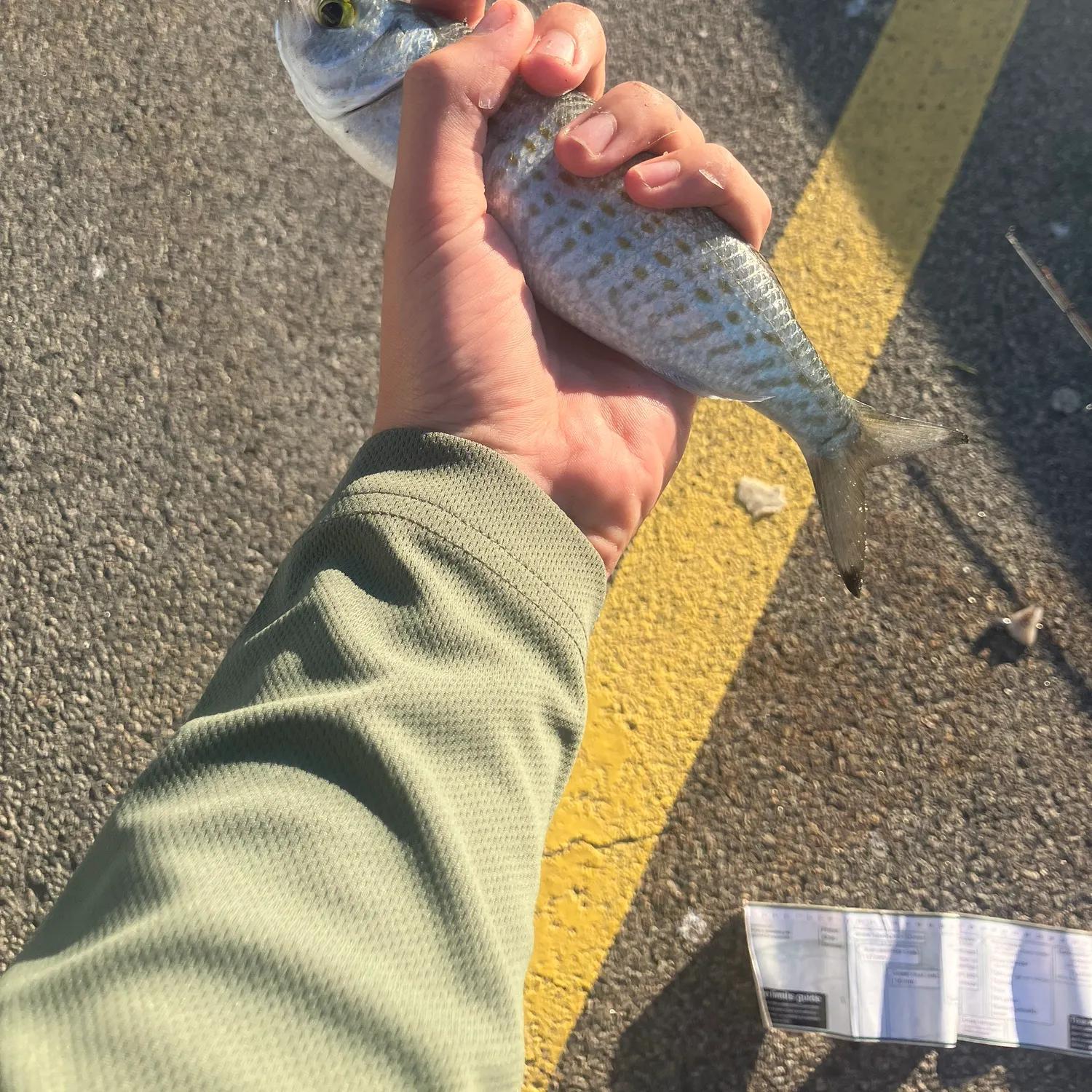 The most recent Australian ruff catches on Fishbrain