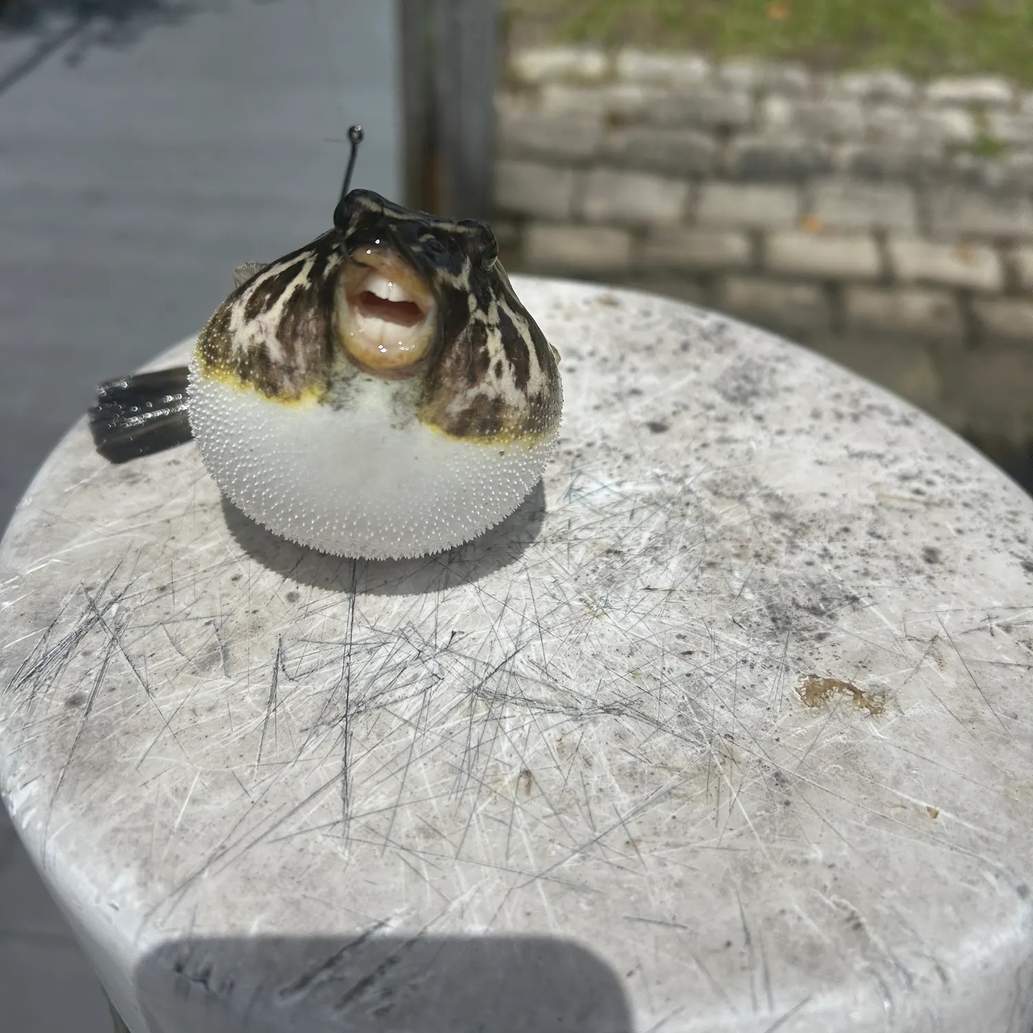 The most recent Southern puffer catches on Fishbrain