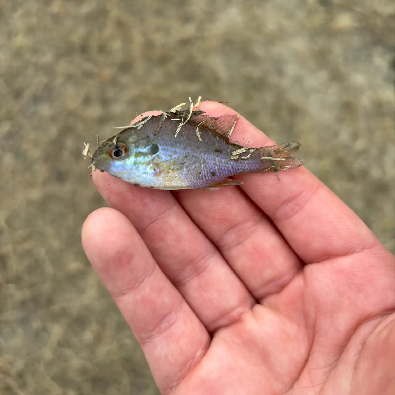 The most recent Orangespotted sunfish catches on Fishbrain