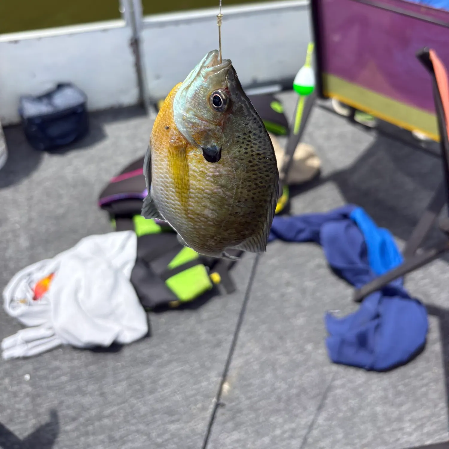 recently logged catches