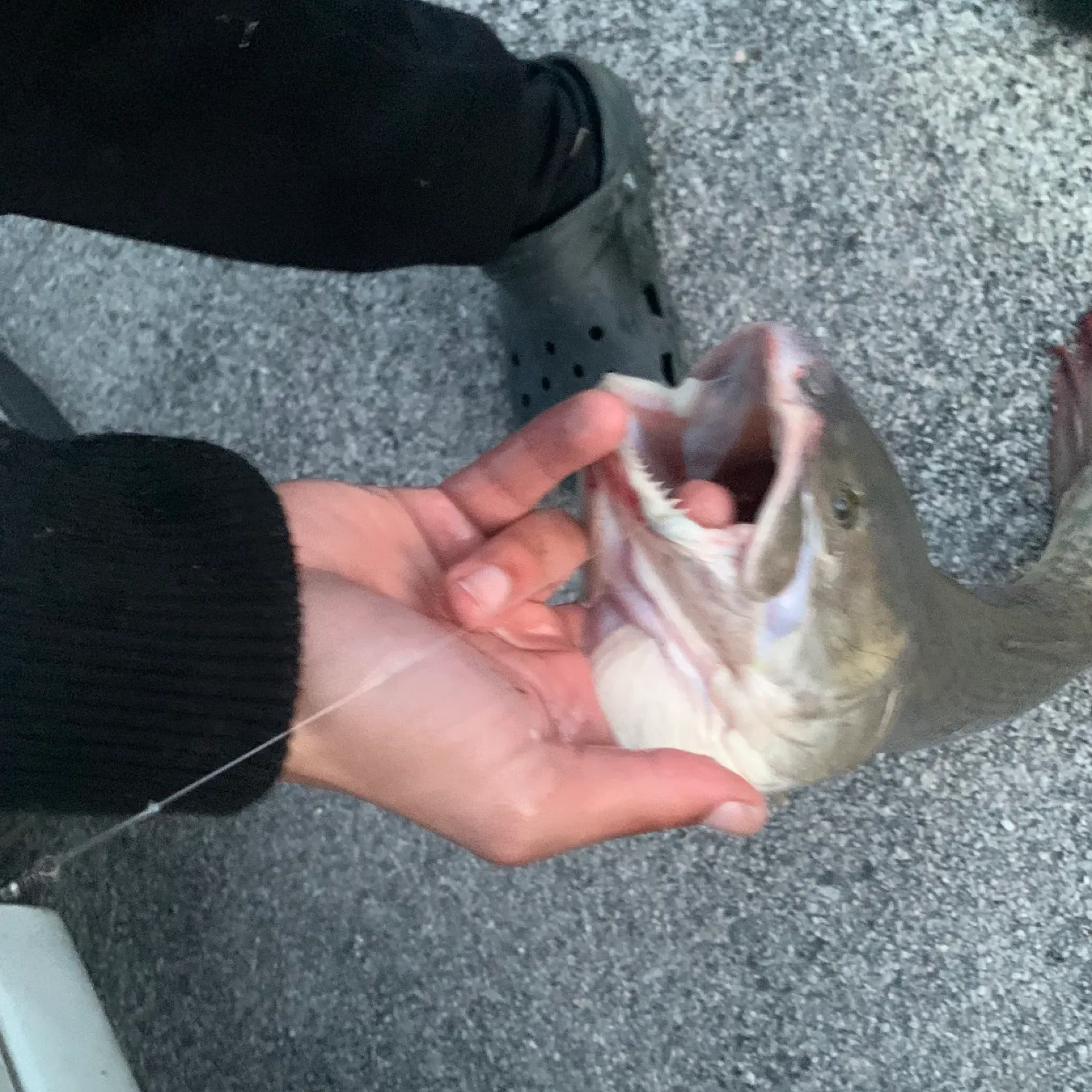 catch