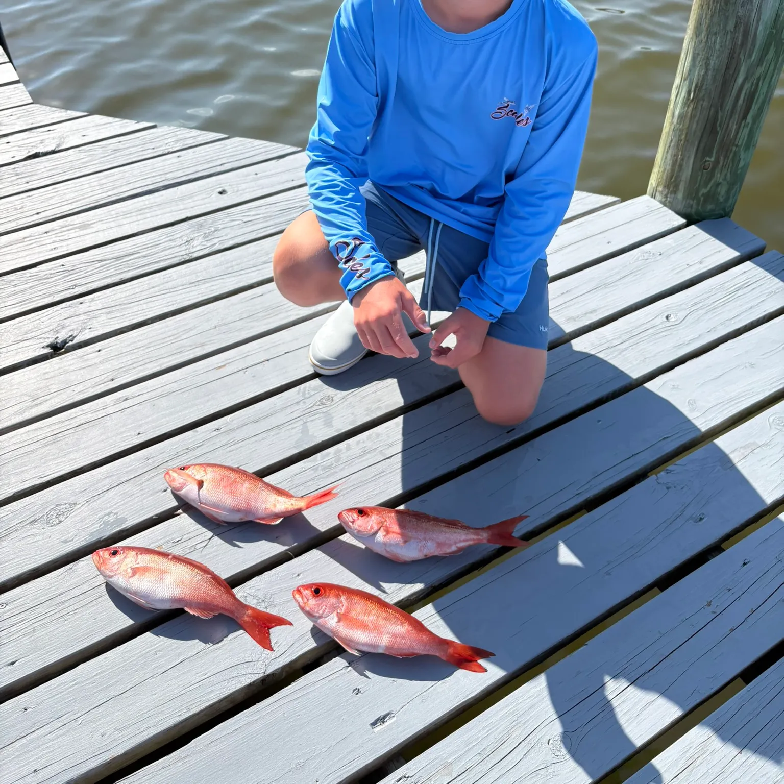 The most recent Vermilion snapper catches on Fishbrain