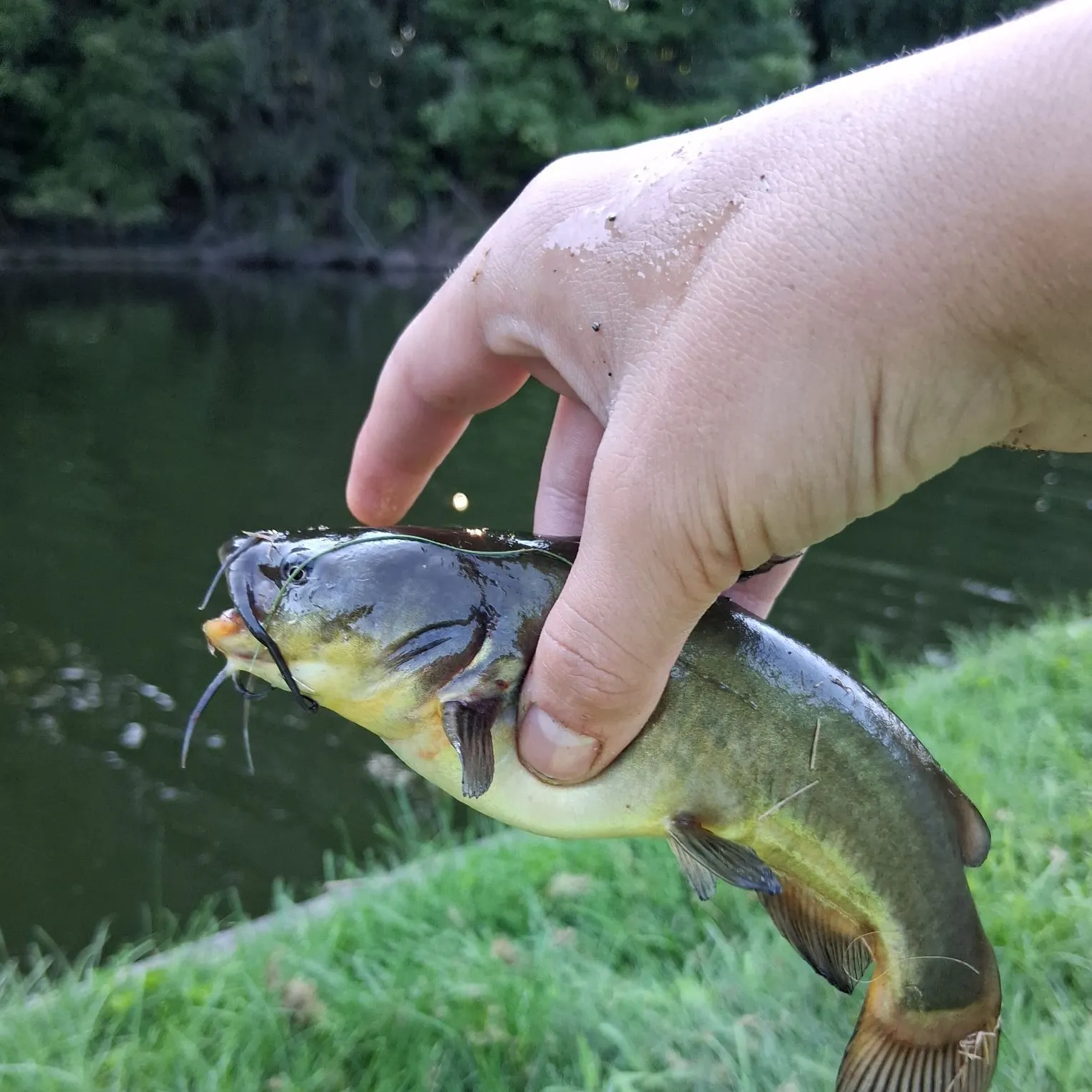Black bullhead caught on Fishbrain