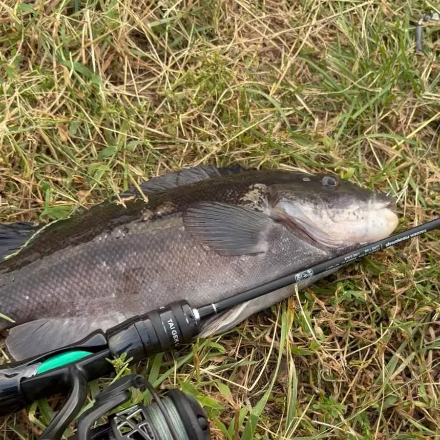Tautog caught on Fishbrain