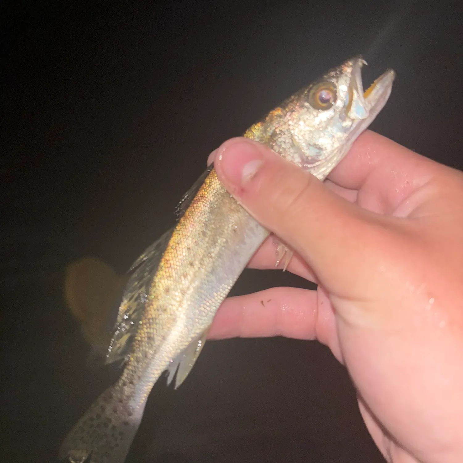 Spotted seatrout caught on Fishbrain