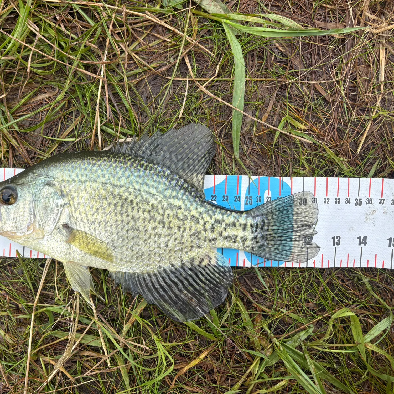 Black crappie caught on Fishbrain
