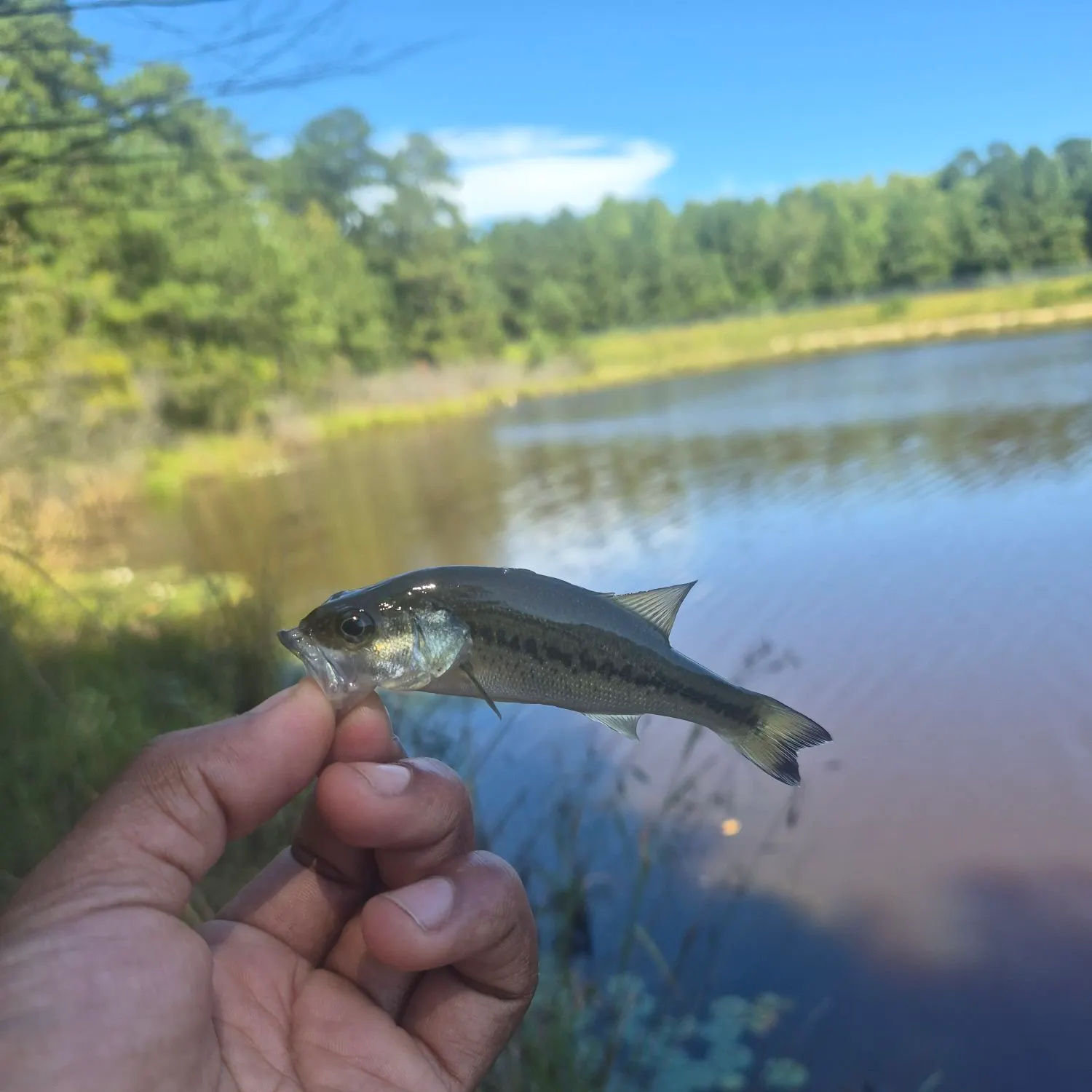 Largemouth bass caught on Fishbrain