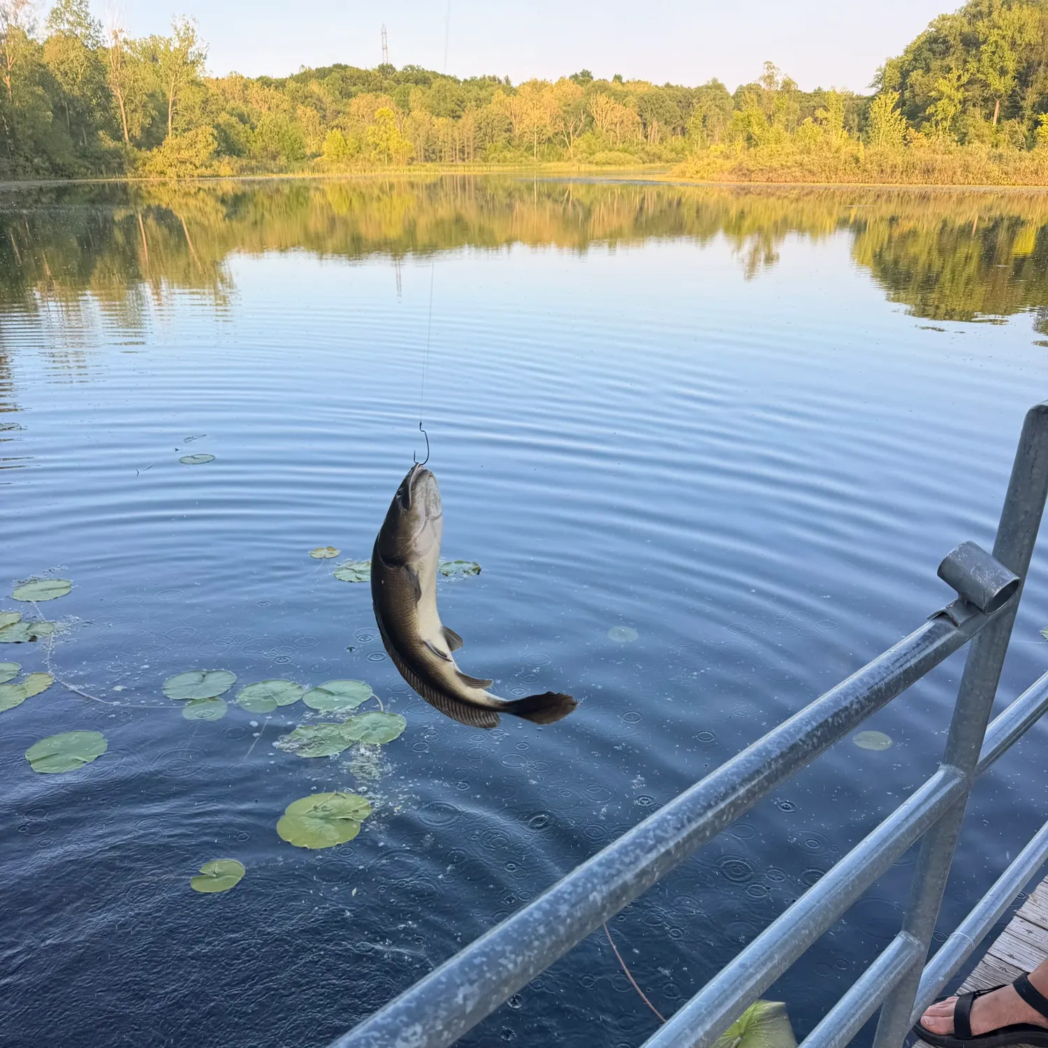 The most recent Eyetail bowfin catches on Fishbrain