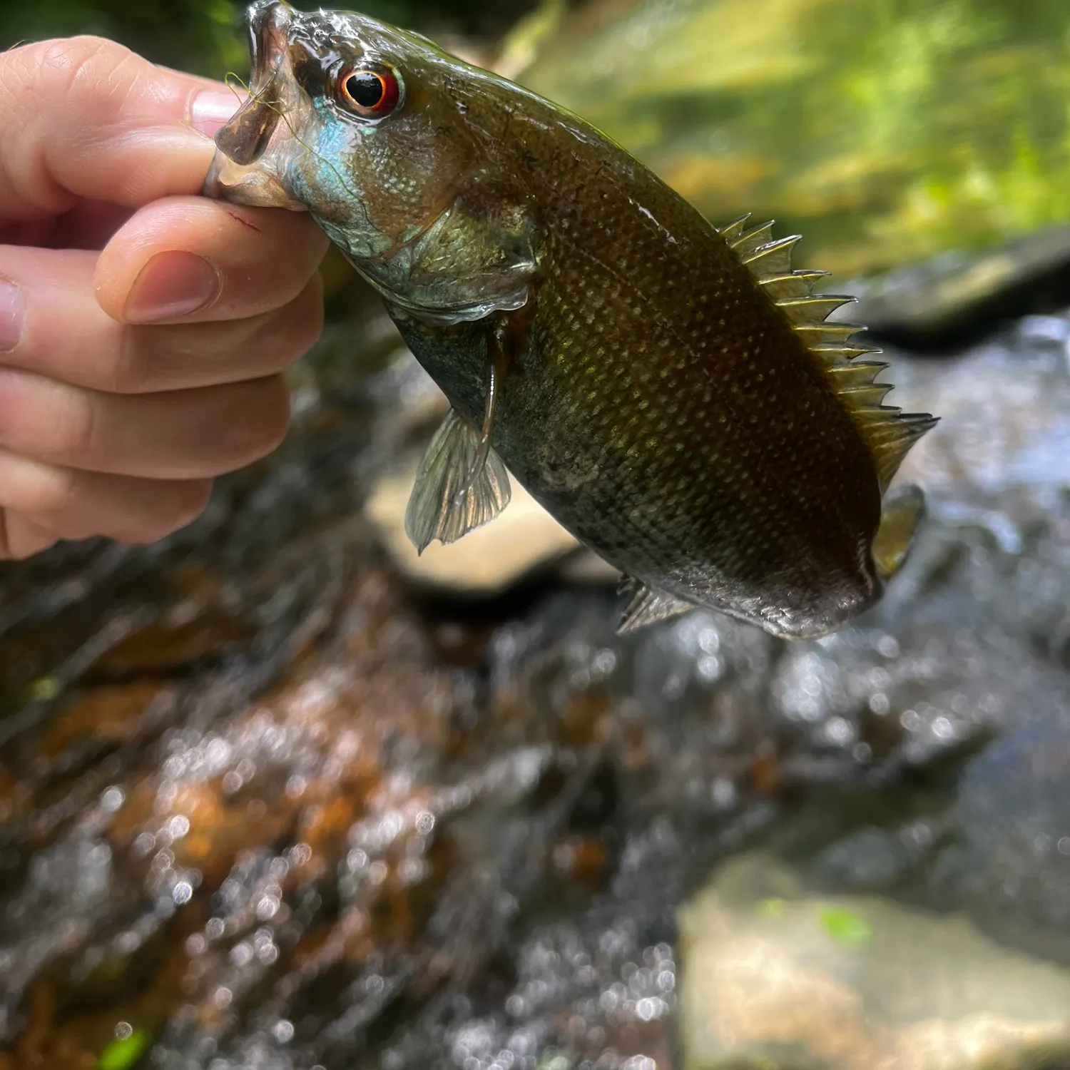 The most recent Cahaba bass catches on Fishbrain