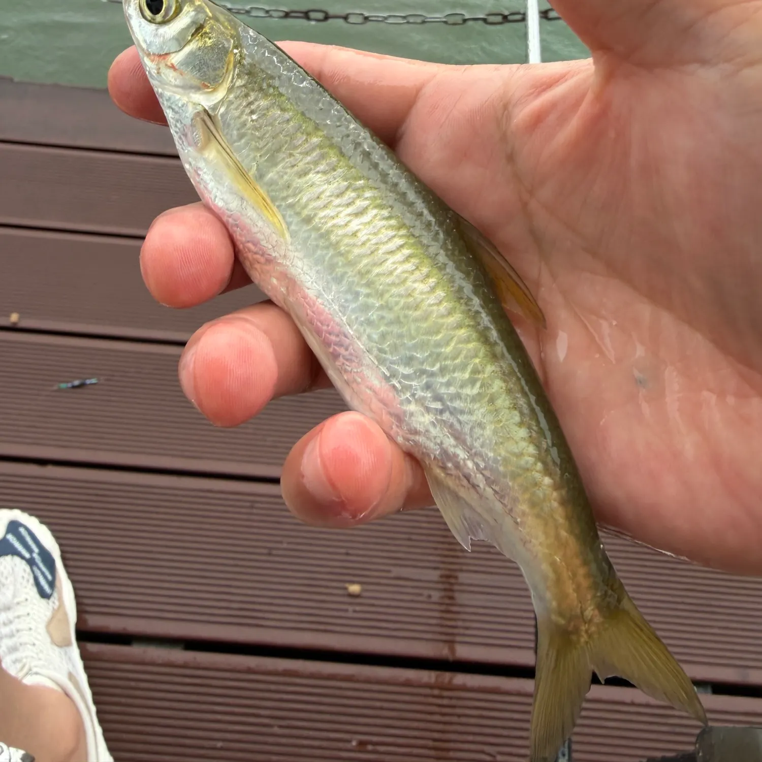 The most recent Sharpbelly catches on Fishbrain