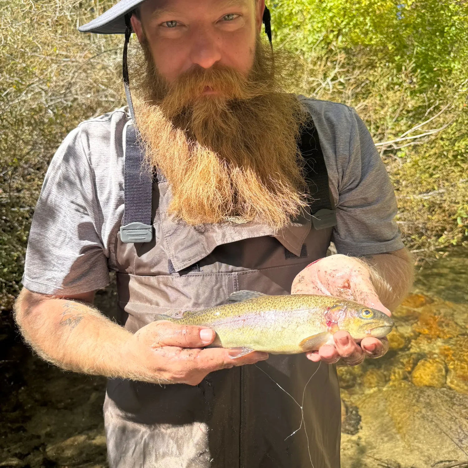 Rainbow trout caught on Fishbrain