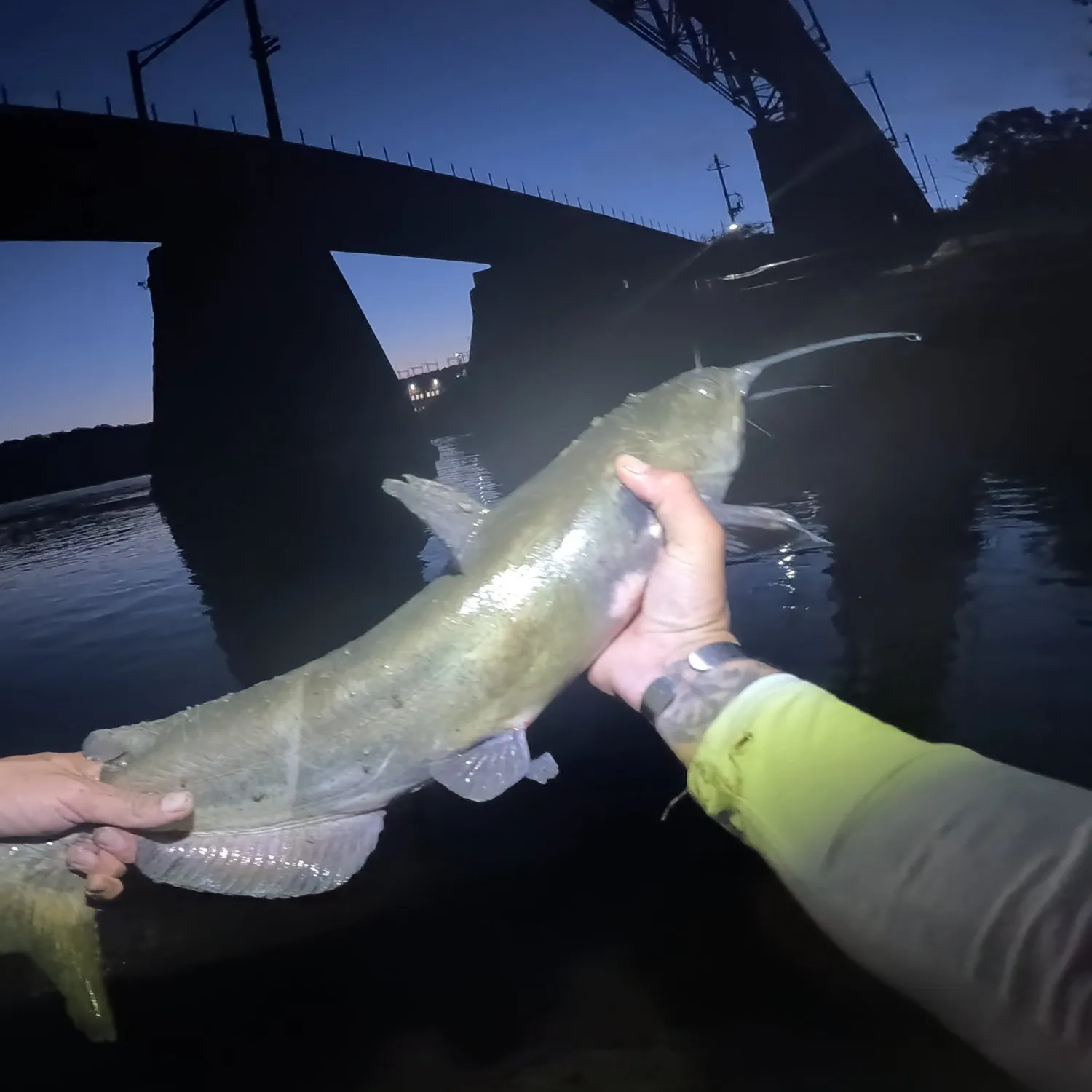 Channel catfish caught on Fishbrain
