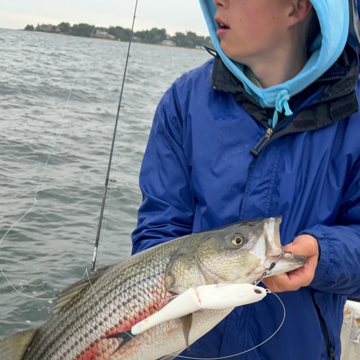 Striped bass caught on Fishbrain