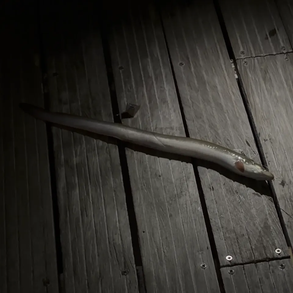 European eel caught on Fishbrain