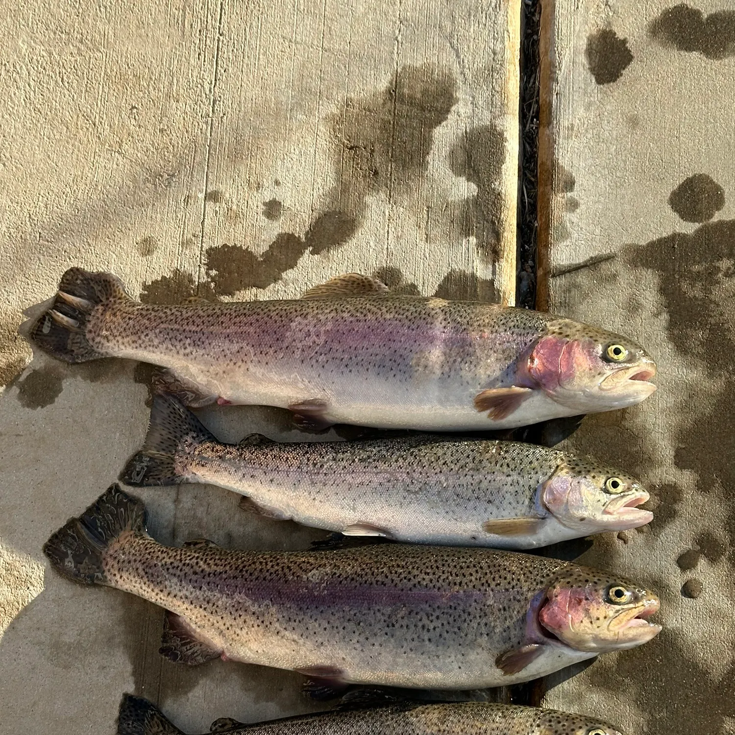 recently logged catches