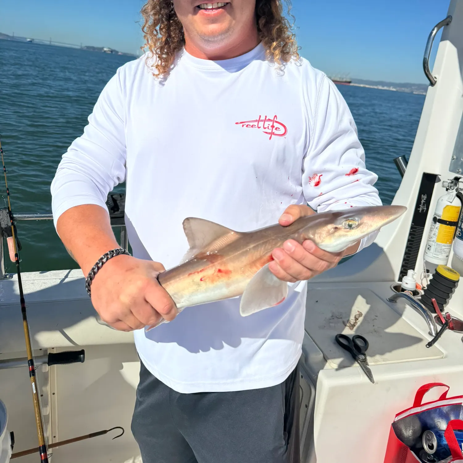 The most recent Grey smooth-hound catches on Fishbrain