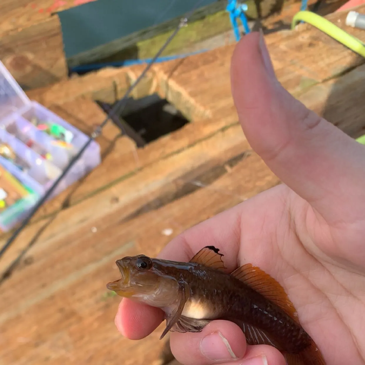 The most recent Blackeye goby catches on Fishbrain