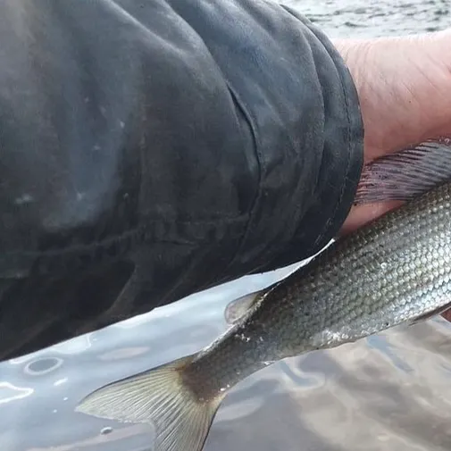 European grayling caught on Fishbrain