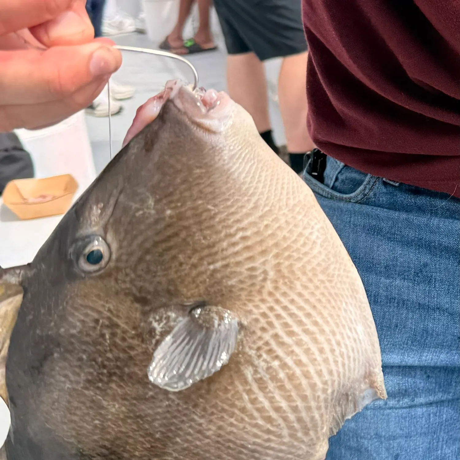 The most recent Grey triggerfish catches on Fishbrain