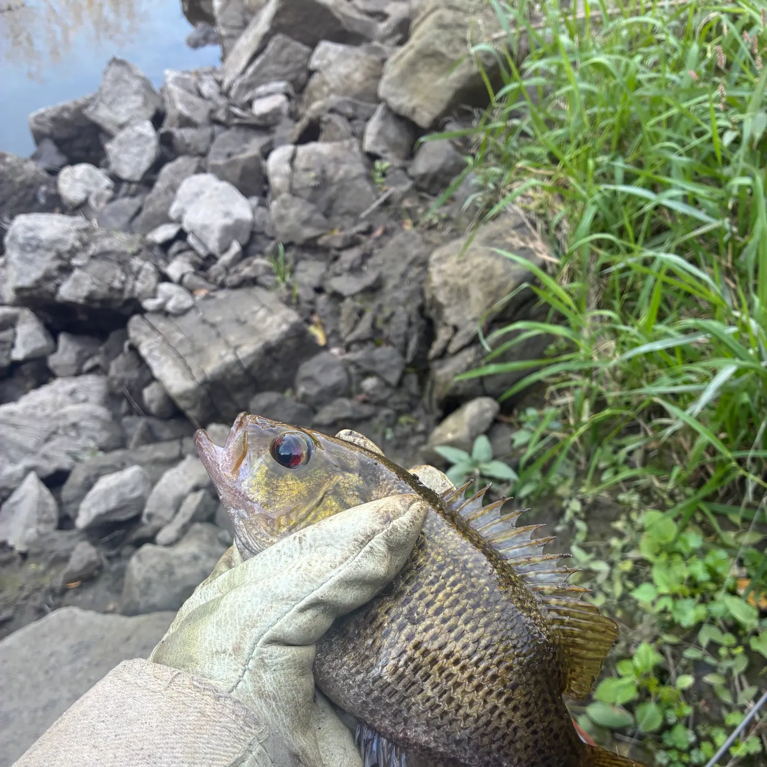 Rock bass caught on Fishbrain