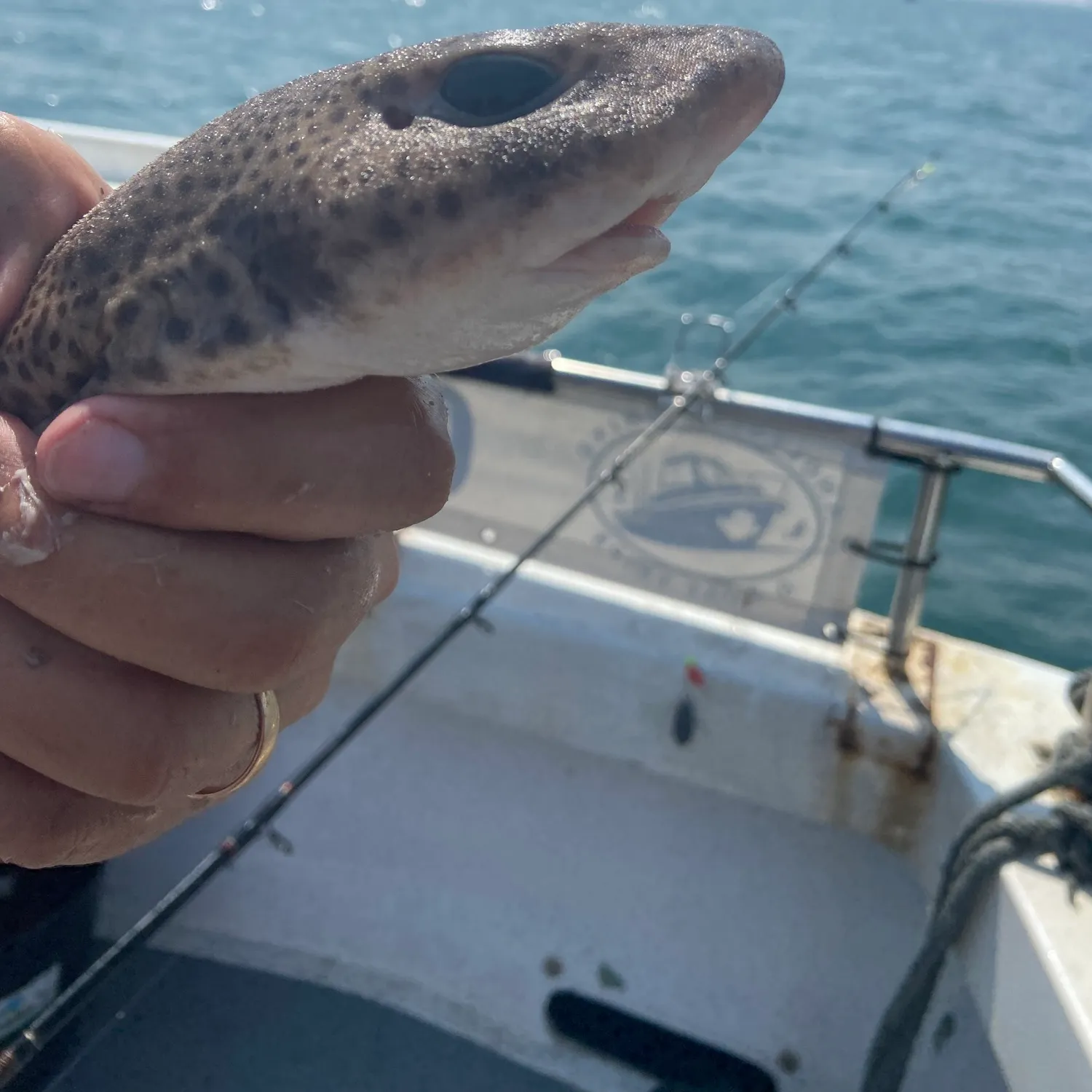 The most recent Lesser spotted dogfish catches on Fishbrain