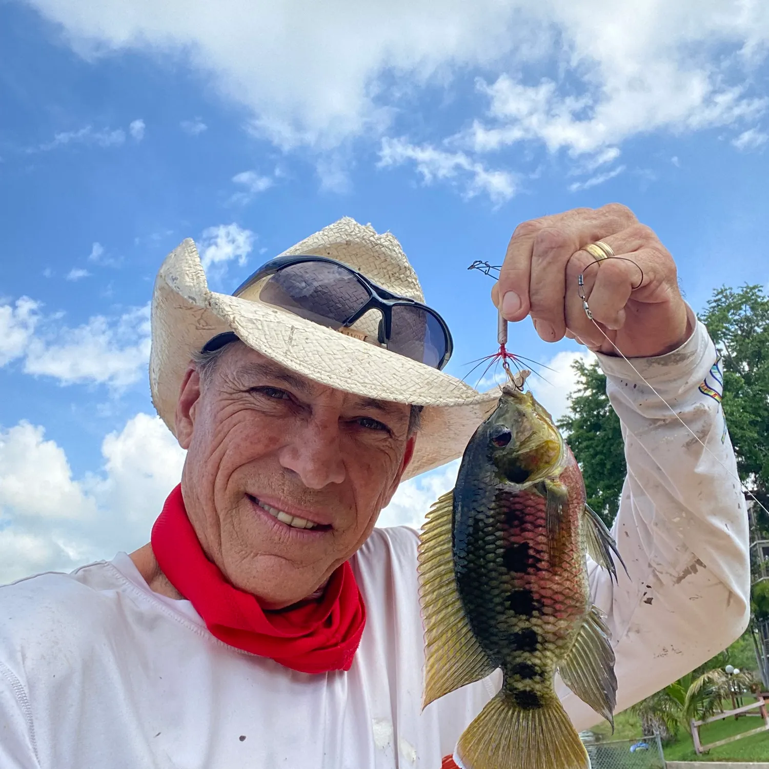 The most recent Spotted tilapia catches on Fishbrain