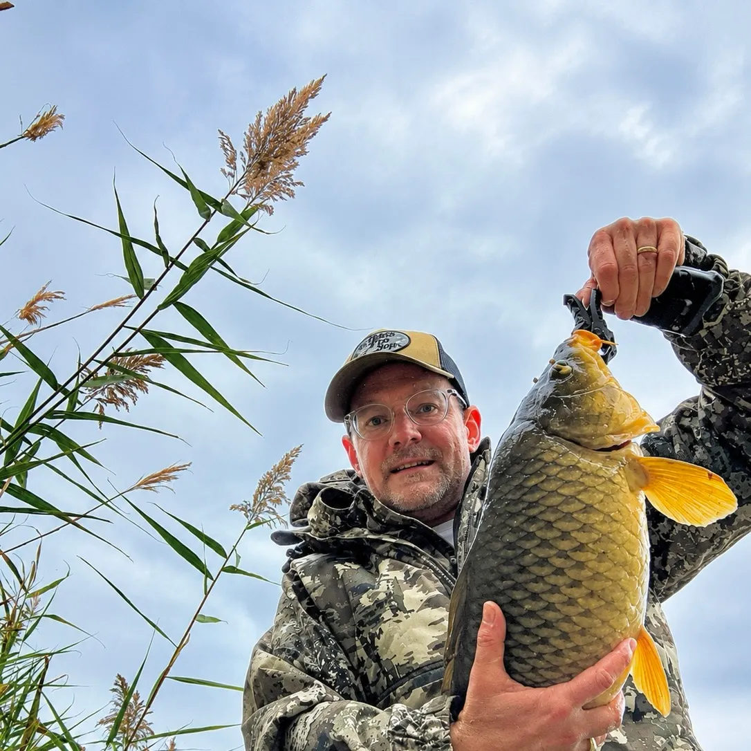 Common carp caught on Fishbrain