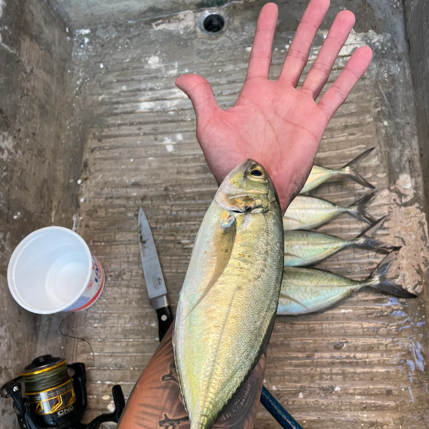 recently logged catches