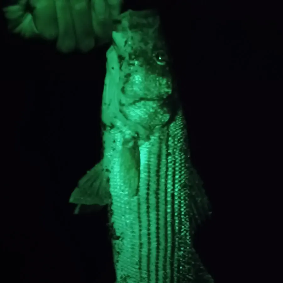 Striped bass caught on Fishbrain