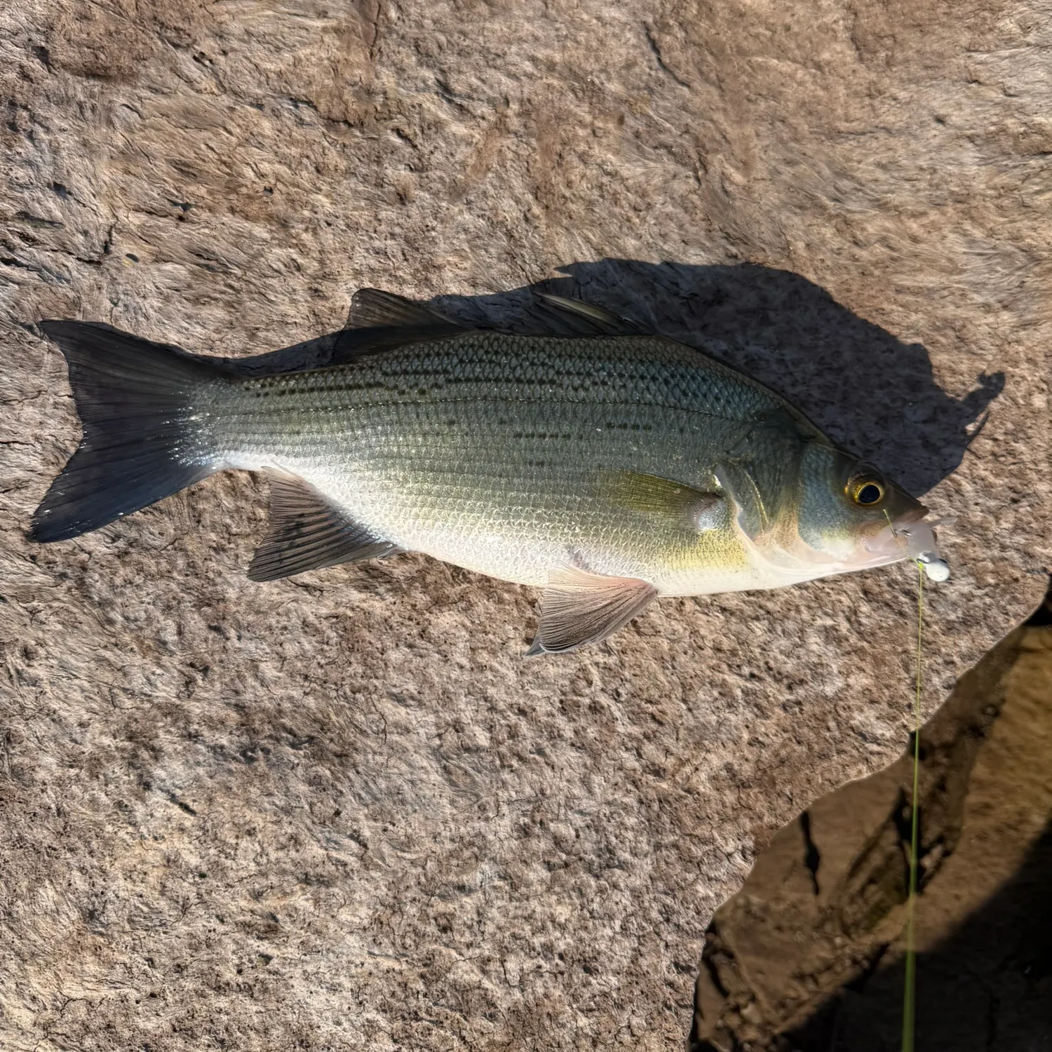 White bass caught on Fishbrain
