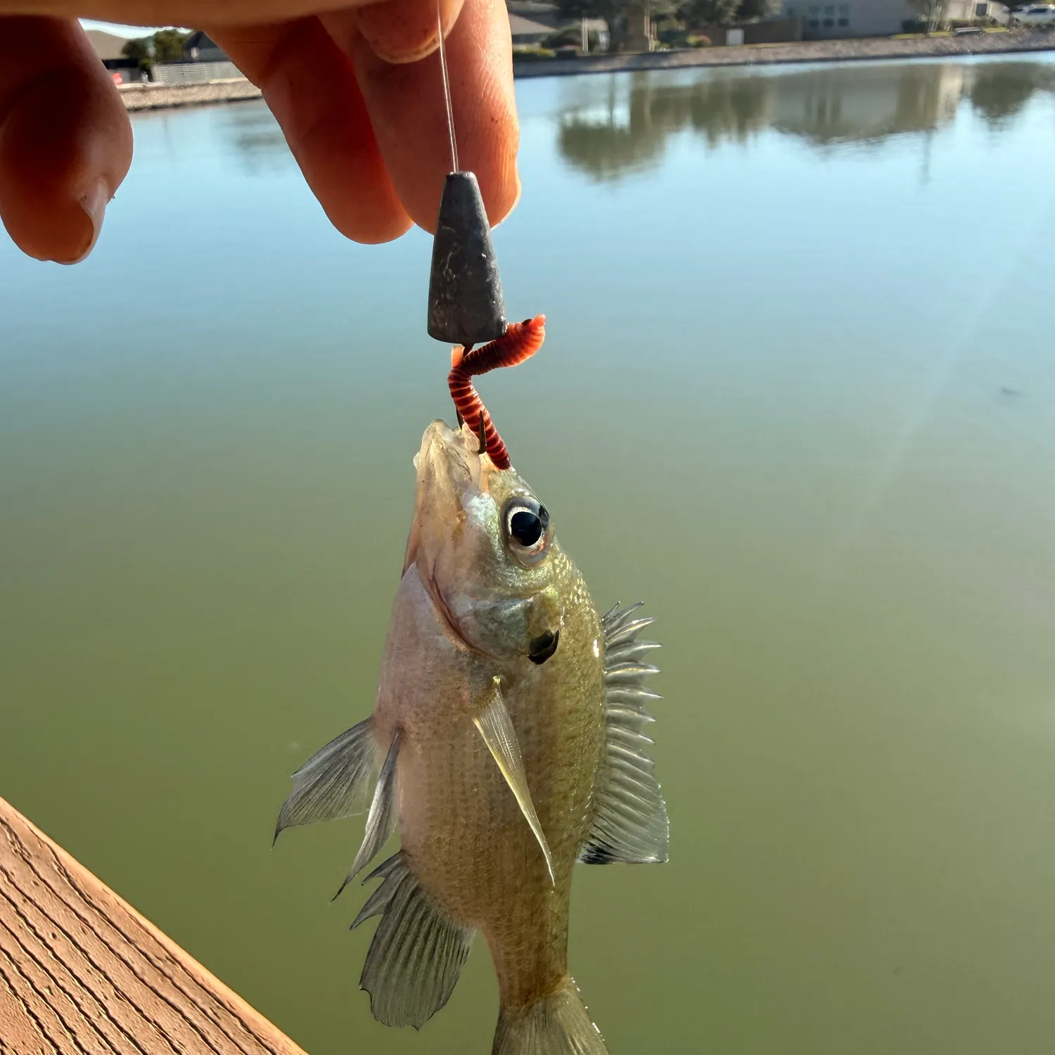 Bluegill caught on Fishbrain