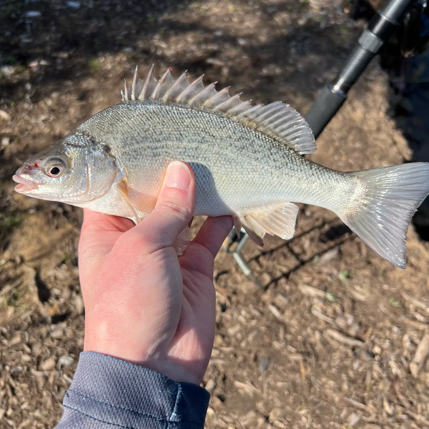 Bidyan perch caught on Fishbrain