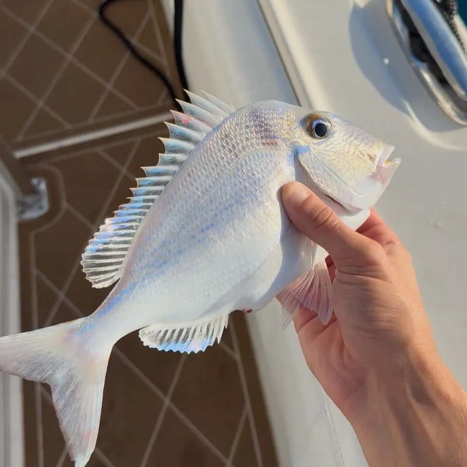 The most recent Littlehead Porgy catches on Fishbrain