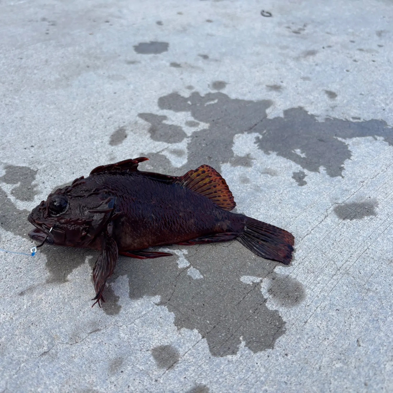 The most recent Eastern red scorpionfish catches on Fishbrain