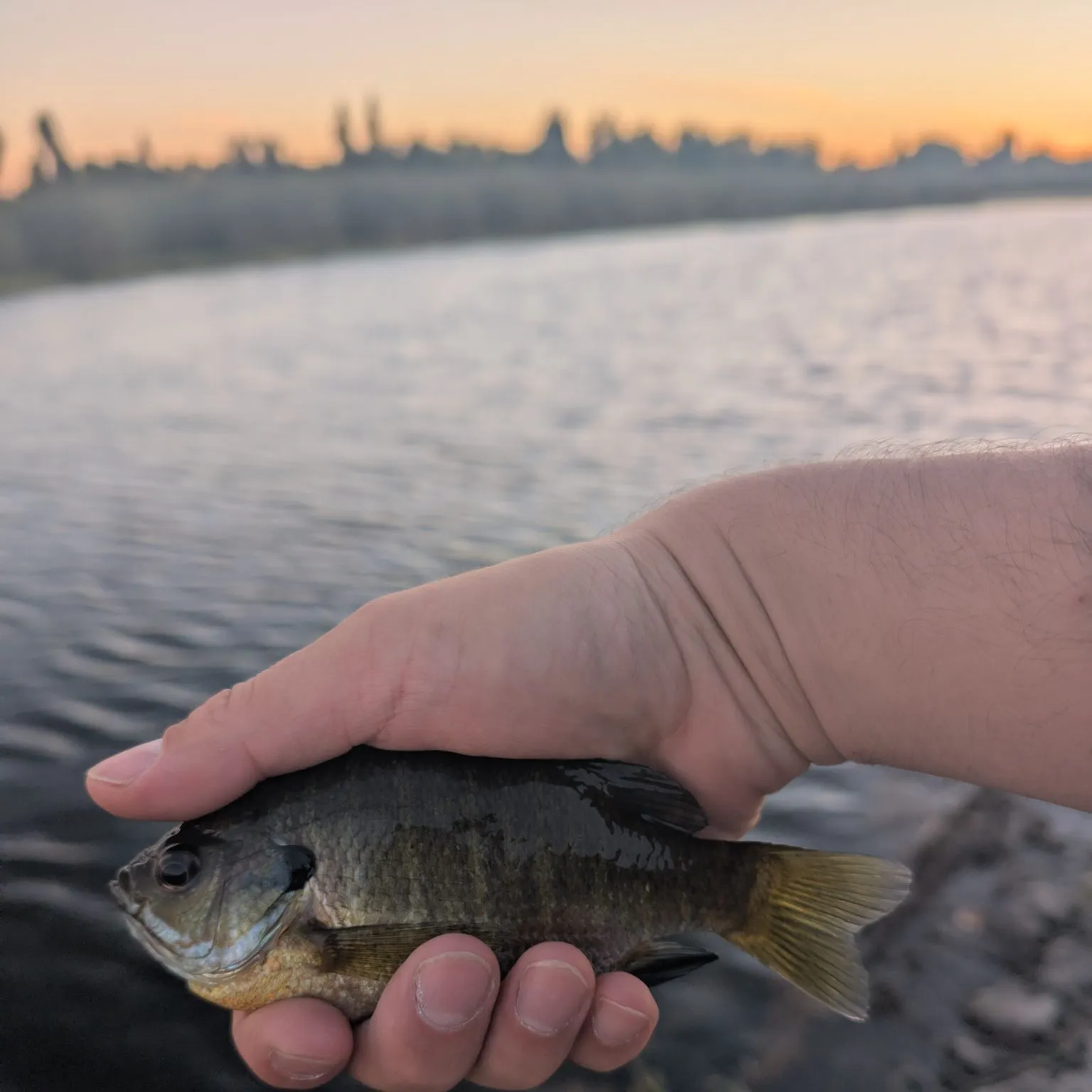 Bluegill caught on Fishbrain