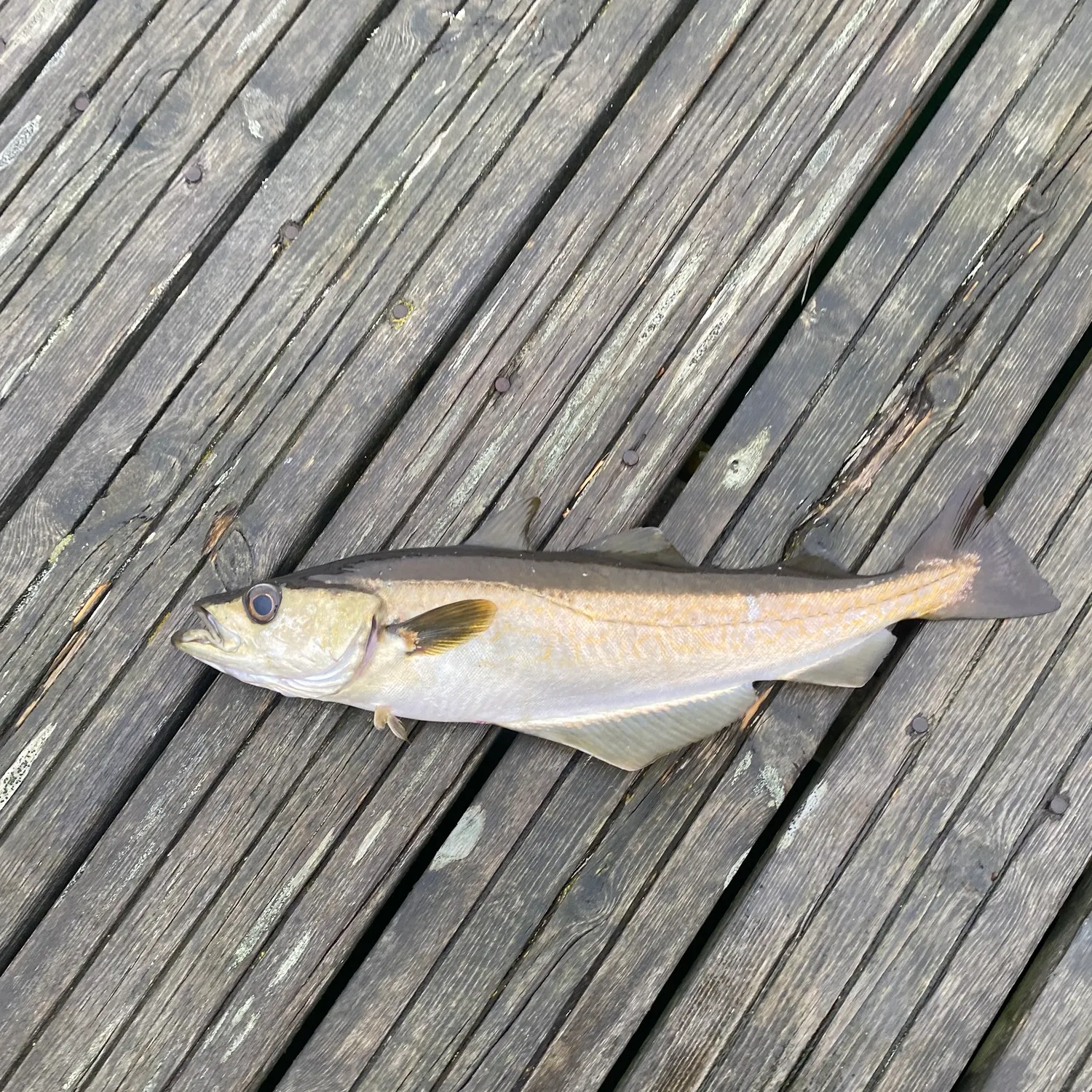 Pollack caught on Fishbrain